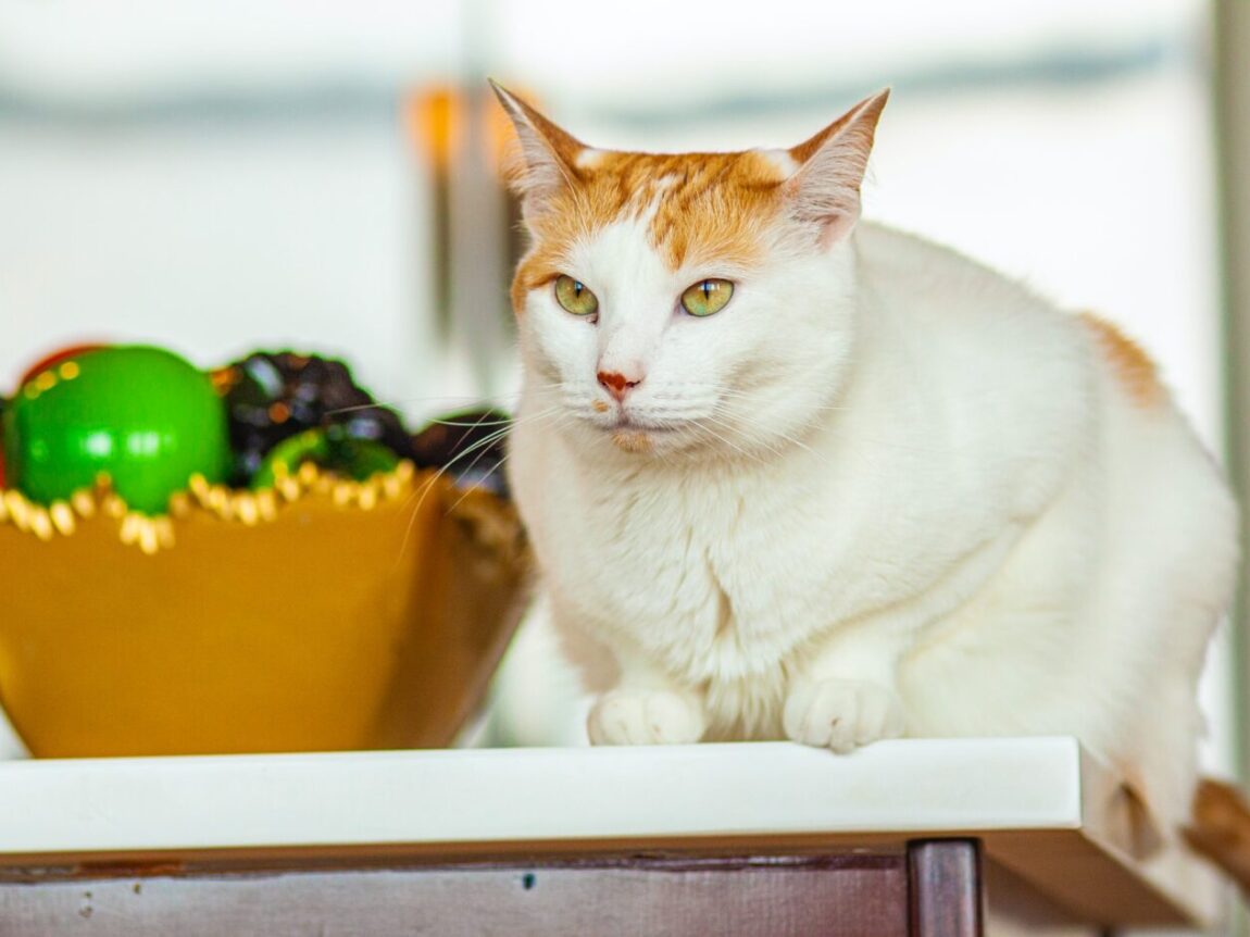 mon chat ne mange plus