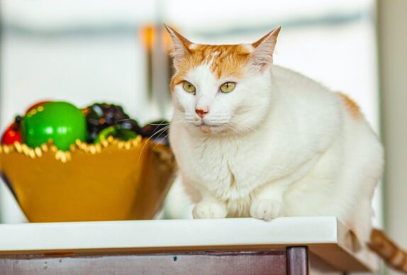 mon chat ne mange plus