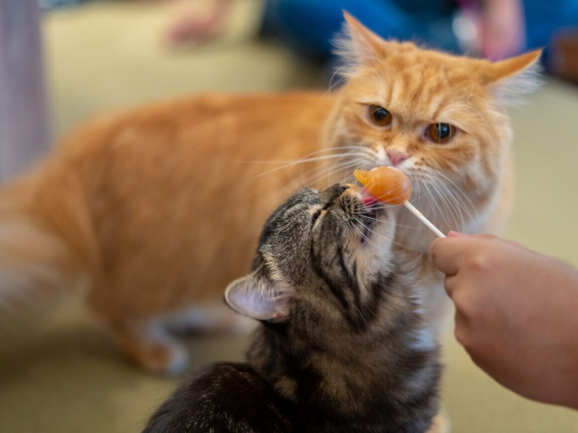 Besoin Nutritionnel Chat