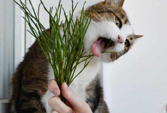 herbe a chat cataire