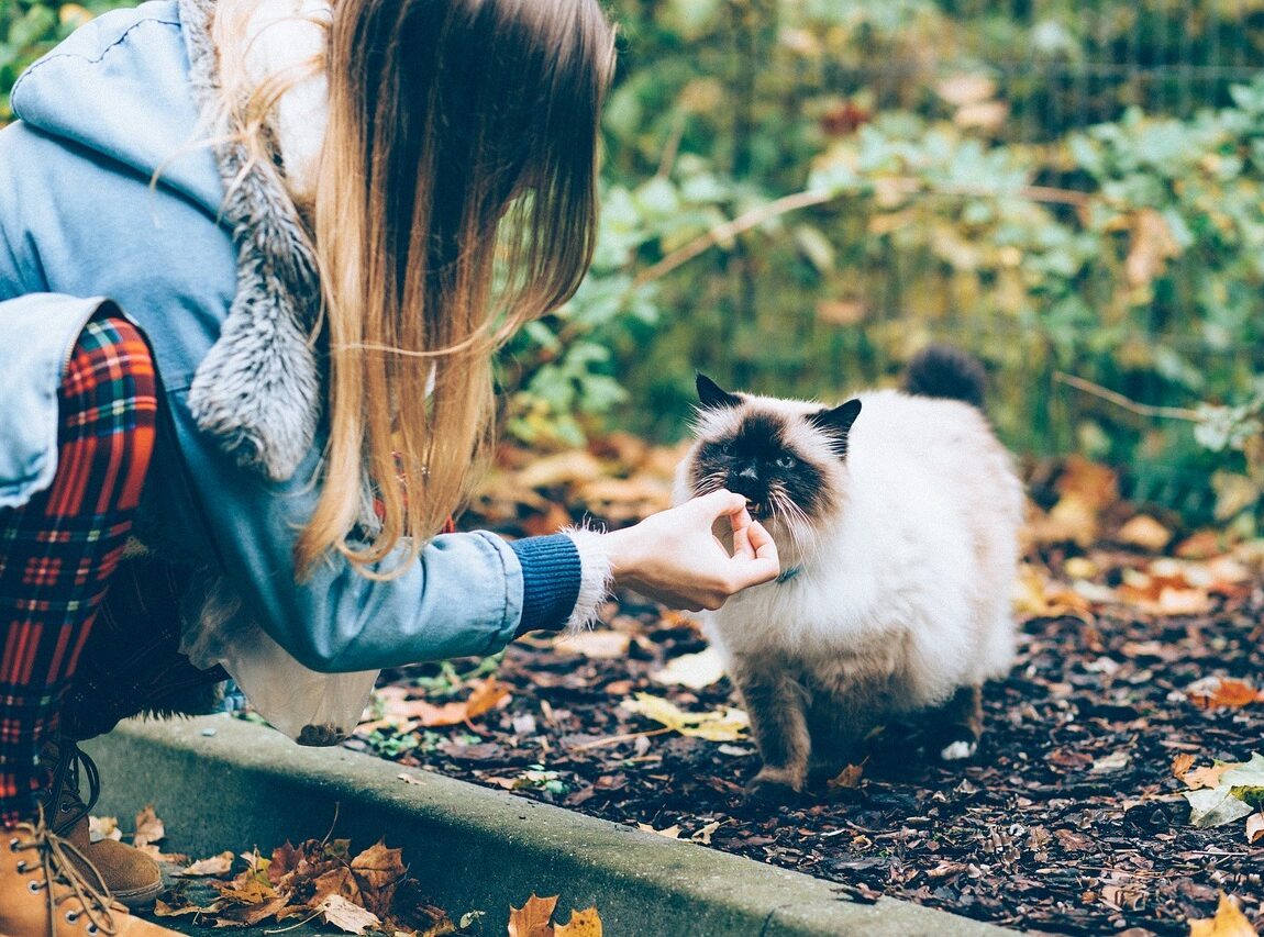 aliment bon pour chat