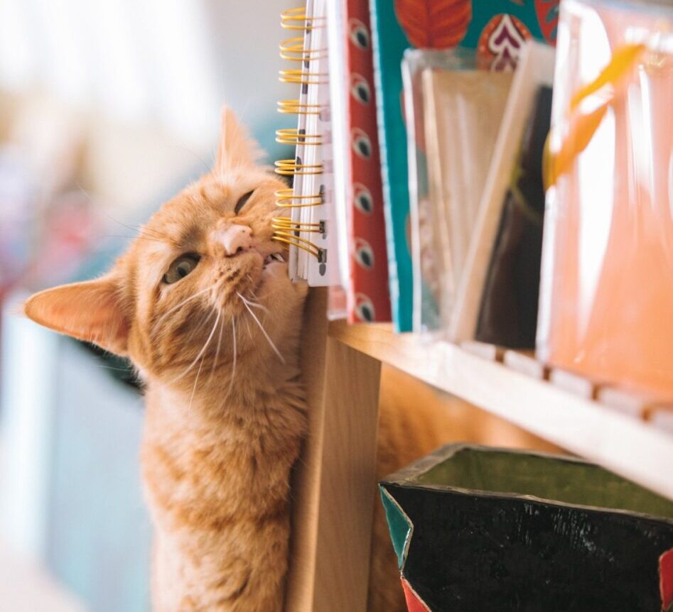 allergie alimentaire chat