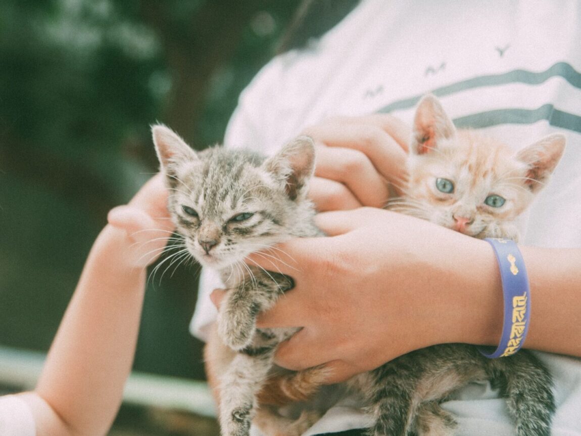maladie des griffes du chat