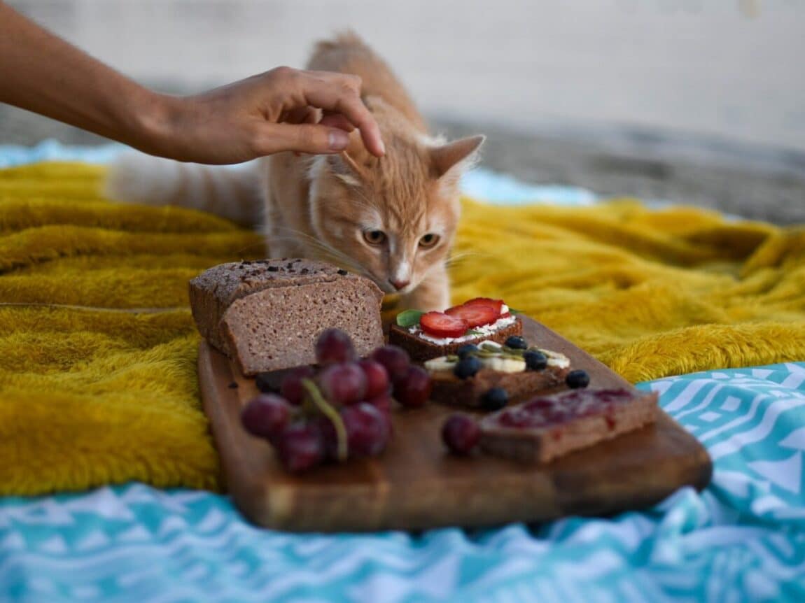 nourriture pour chat