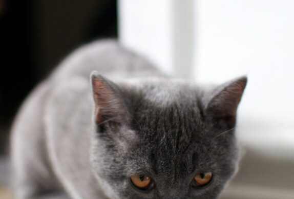 temps digestion chat