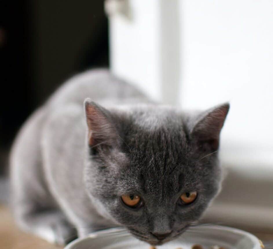 temps digestion chat