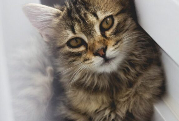 que mange un chat norvegien