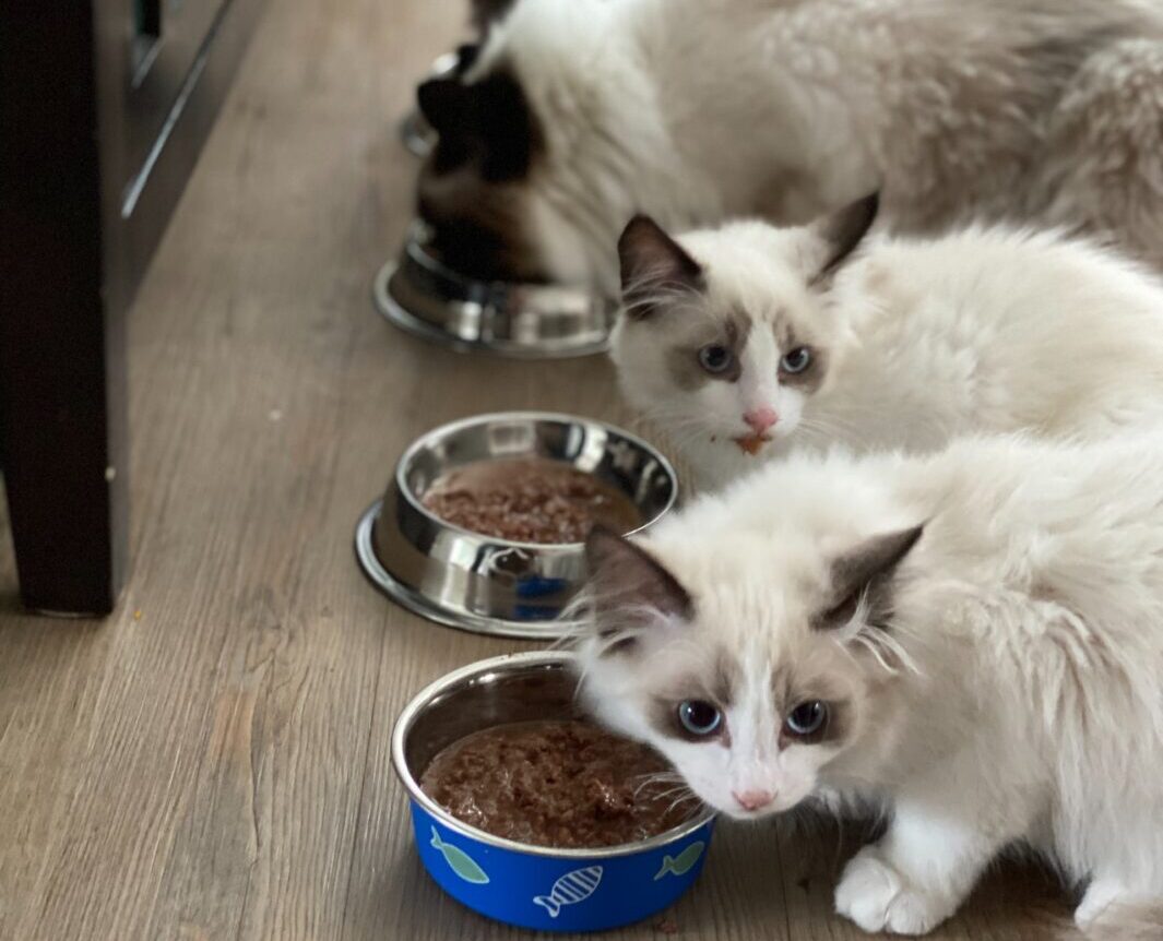 alimentation sacré de birmanie