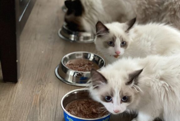 alimentation sacré de birmanie