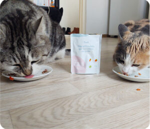 chat,chat sans céréale,chat sans céréales,chats,croquette,croquette chat sans céréale,croquette sans céréale,croquette sans céréales,croquettes,croquettes chat,croquettes chat sans cereales,croquettes chat sans céréales,croquettes chats sans,croquettes chats sans céréales,croquettes sans,croquettes sans cereales,croquettes sans céréale,croquettes sans céréales,croquettes sans céréales chat,céréales,sans,sans cereales,sans céréale chat,sans céréales,sans céréales chat