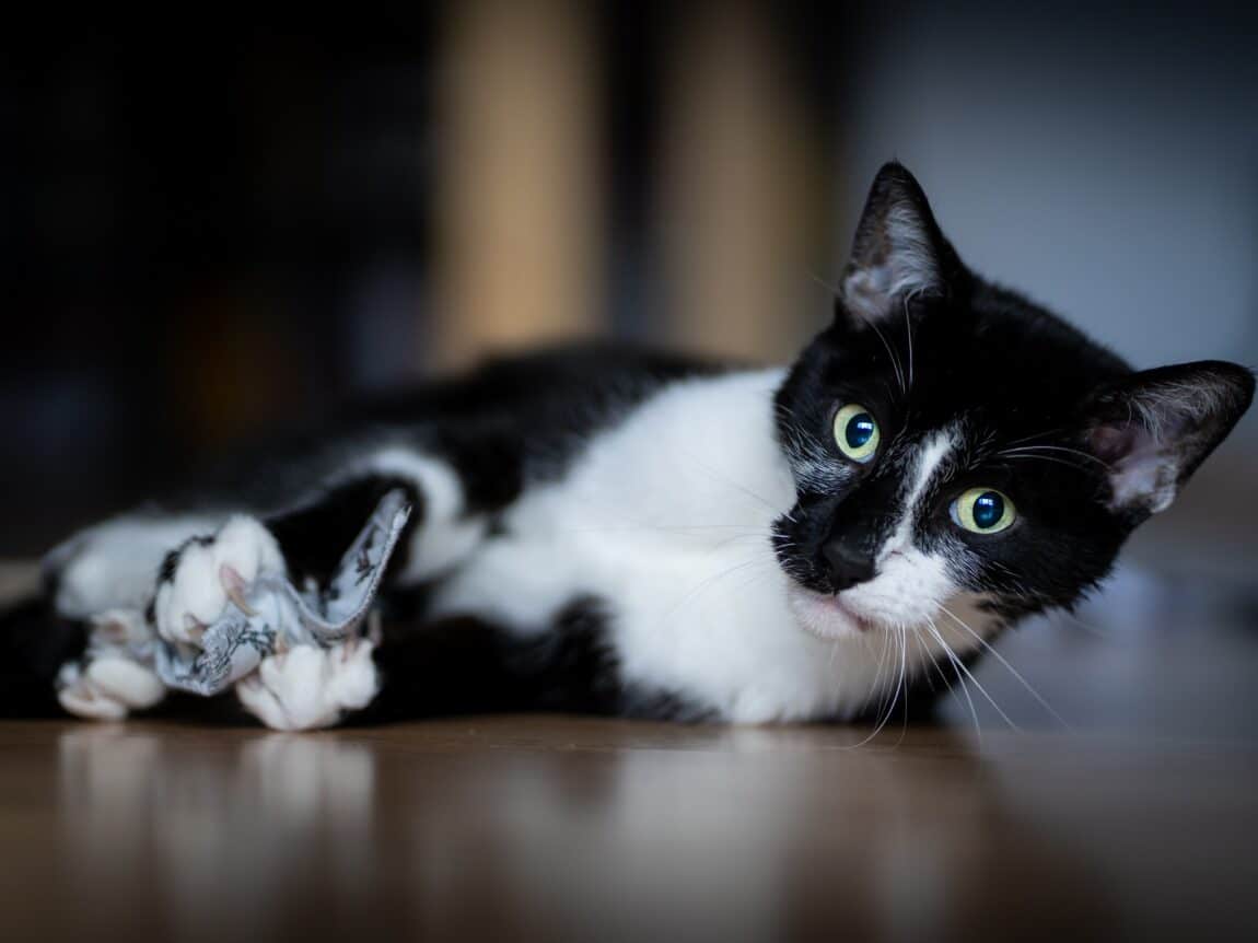 chat,chat sans céréale,chat sans céréales,chats,croquette,croquette chat sans céréale,croquette sans céréale,croquette sans céréales,croquettes,croquettes chat,croquettes chat sans cereales,croquettes chat sans céréales,croquettes chats sans,croquettes chats sans céréales,croquettes sans,croquettes sans cereales,croquettes sans céréale,croquettes sans céréales,croquettes sans céréales chat,céréales,sans,sans cereales,sans céréale chat,sans céréales,sans céréales chat