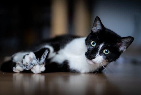chat,chat sans céréale,chat sans céréales,chats,croquette,croquette chat sans céréale,croquette sans céréale,croquette sans céréales,croquettes,croquettes chat,croquettes chat sans cereales,croquettes chat sans céréales,croquettes chats sans,croquettes chats sans céréales,croquettes sans,croquettes sans cereales,croquettes sans céréale,croquettes sans céréales,croquettes sans céréales chat,céréales,sans,sans cereales,sans céréale chat,sans céréales,sans céréales chat