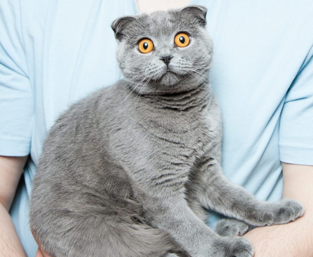 chat,chat sans céréale,chat sans céréales,chats,croquette,croquette chat sans céréale,croquette sans céréale,croquette sans céréales,croquettes,croquettes chat,croquettes chat sans cereales,croquettes chat sans céréales,croquettes chats sans,croquettes chats sans céréales,croquettes sans,croquettes sans cereales,croquettes sans céréale,croquettes sans céréales,croquettes sans céréales chat,céréales,sans,sans cereales,sans céréale chat,sans céréales,sans céréales chat