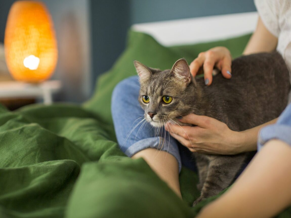 chat,chat sans céréale,chat sans céréales,chats,croquette,croquette chat sans céréale,croquette sans céréale,croquette sans céréales,croquettes,croquettes chat,croquettes chat sans cereales,croquettes chat sans céréales,croquettes chats sans,croquettes chats sans céréales,croquettes sans,croquettes sans cereales,croquettes sans céréale,croquettes sans céréales,croquettes sans céréales chat,céréales,sans,sans cereales,sans céréale chat,sans céréales,sans céréales chat