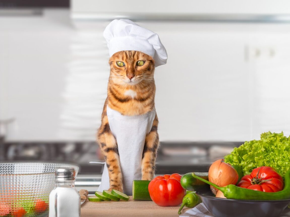 chat,chat sans céréale,chat sans céréales,chats,croquette,croquette chat sans céréale,croquette sans céréale,croquette sans céréales,croquettes,croquettes chat,croquettes chat sans cereales,croquettes chat sans céréales,croquettes chats sans,croquettes chats sans céréales,croquettes sans,croquettes sans cereales,croquettes sans céréale,croquettes sans céréales,croquettes sans céréales chat,céréales,sans,sans cereales,sans céréale chat,sans céréales,sans céréales chat