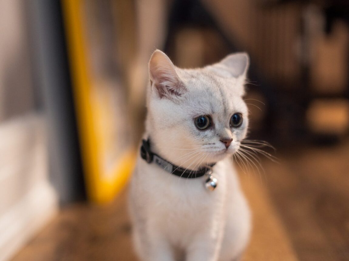 chat,chat sans céréale,chat sans céréales,chats,croquette,croquette chat sans céréale,croquette sans céréale,croquette sans céréales,croquettes,croquettes chat,croquettes chat sans cereales,croquettes chat sans céréales,croquettes chats sans,croquettes chats sans céréales,croquettes sans,croquettes sans cereales,croquettes sans céréale,croquettes sans céréales,croquettes sans céréales chat,céréales,sans,sans cereales,sans céréale chat,sans céréales,sans céréales chat