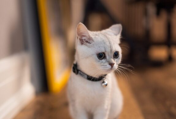 chat,chat sans céréale,chat sans céréales,chats,croquette,croquette chat sans céréale,croquette sans céréale,croquette sans céréales,croquettes,croquettes chat,croquettes chat sans cereales,croquettes chat sans céréales,croquettes chats sans,croquettes chats sans céréales,croquettes sans,croquettes sans cereales,croquettes sans céréale,croquettes sans céréales,croquettes sans céréales chat,céréales,sans,sans cereales,sans céréale chat,sans céréales,sans céréales chat