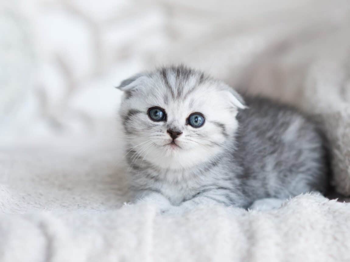 chat,chat sans céréale,chat sans céréales,chats,croquette,croquette chat sans céréale,croquette sans céréale,croquette sans céréales,croquettes,croquettes chat,croquettes chat sans cereales,croquettes chat sans céréales,croquettes chats sans,croquettes chats sans céréales,croquettes sans,croquettes sans cereales,croquettes sans céréale,croquettes sans céréales,croquettes sans céréales chat,céréales,sans,sans cereales,sans céréale chat,sans céréales,sans céréales chat