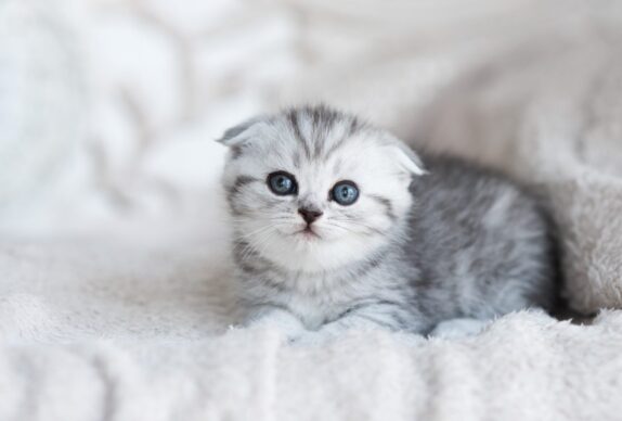 chat,chat sans céréale,chat sans céréales,chats,croquette,croquette chat sans céréale,croquette sans céréale,croquette sans céréales,croquettes,croquettes chat,croquettes chat sans cereales,croquettes chat sans céréales,croquettes chats sans,croquettes chats sans céréales,croquettes sans,croquettes sans cereales,croquettes sans céréale,croquettes sans céréales,croquettes sans céréales chat,céréales,sans,sans cereales,sans céréale chat,sans céréales,sans céréales chat