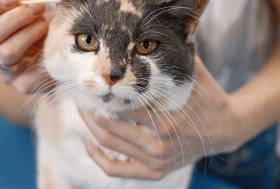 chat,chat sans céréale,chat sans céréales,chats,croquette,croquette chat sans céréale,croquette sans céréale,croquette sans céréales,croquettes,croquettes chat,croquettes chat sans cereales,croquettes chat sans céréales,croquettes chats sans,croquettes chats sans céréales,croquettes sans,croquettes sans cereales,croquettes sans céréale,croquettes sans céréales,croquettes sans céréales chat,céréales,sans,sans cereales,sans céréale chat,sans céréales,sans céréales chat