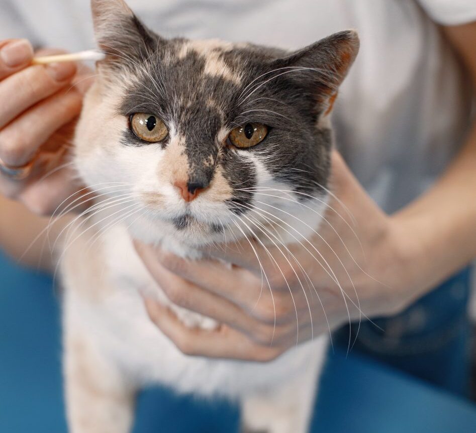 chat,chat sans céréale,chat sans céréales,chats,croquette,croquette chat sans céréale,croquette sans céréale,croquette sans céréales,croquettes,croquettes chat,croquettes chat sans cereales,croquettes chat sans céréales,croquettes chats sans,croquettes chats sans céréales,croquettes sans,croquettes sans cereales,croquettes sans céréale,croquettes sans céréales,croquettes sans céréales chat,céréales,sans,sans cereales,sans céréale chat,sans céréales,sans céréales chat