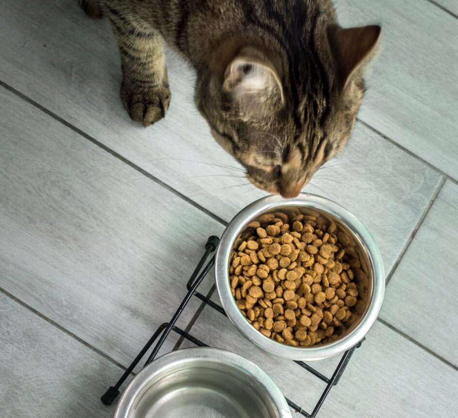 chat,chat sans céréale,chat sans céréales,chats,croquette,croquette chat sans céréale,croquette sans céréale,croquette sans céréales,croquettes,croquettes chat,croquettes chat sans cereales,croquettes chat sans céréales,croquettes chats sans,croquettes chats sans céréales,croquettes sans,croquettes sans cereales,croquettes sans céréale,croquettes sans céréales,croquettes sans céréales chat,céréales,sans,sans cereales,sans céréale chat,sans céréales,sans céréales chat