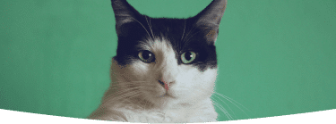 Odeurs-litiere-chat-mob