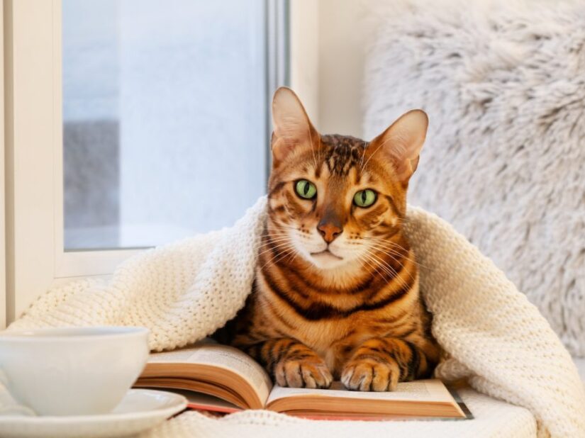 Croquettes chat bengal