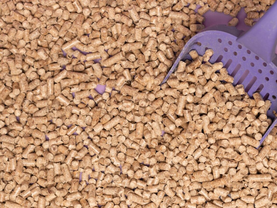 litiere vegetale chat, litière vegetale chat, litière végétale pour chat, litières végétales pour chat, litière végétale agglomérante chat, litiere chat vegetale, litière naturelle chat, litière naturelle, litière chat naturelle, litiere chat naturelle, litiere végétale, litiere vegetale, litière végétale chat, litière chat végétale