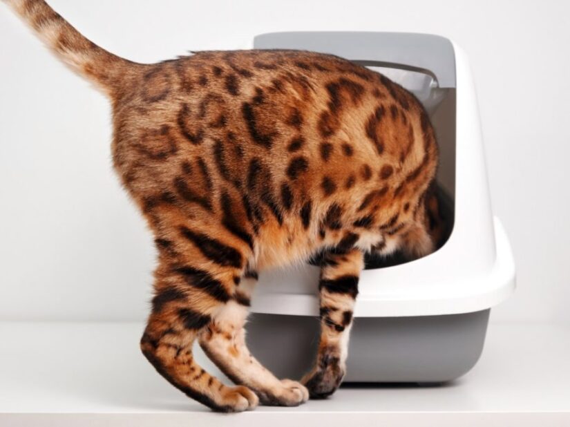 Comment s'occuper de la litière de son chat