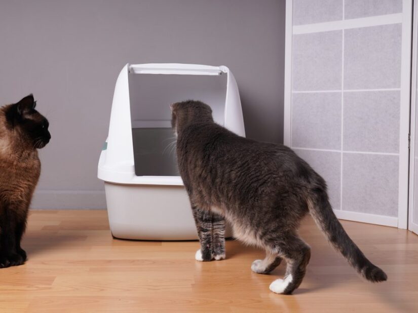 Est-ce que des chats peuvent partager la même litière