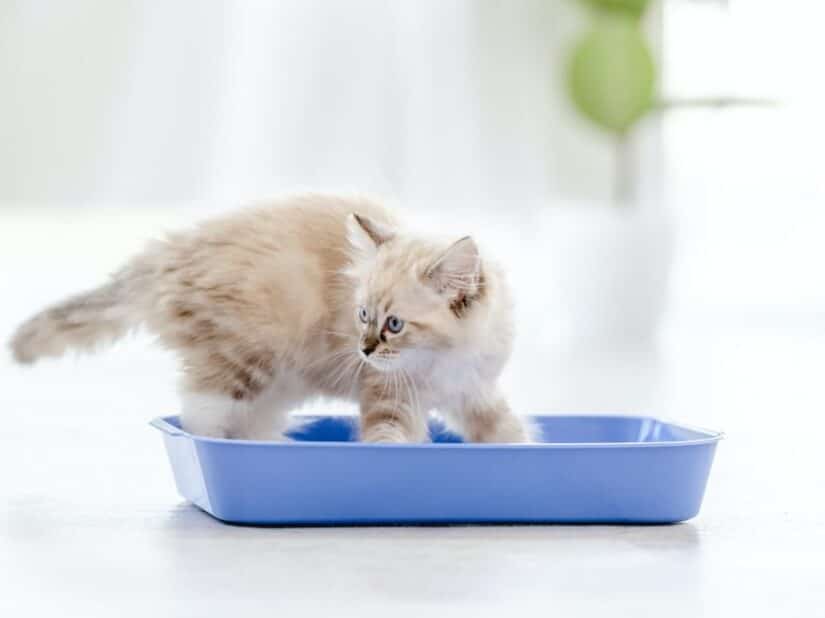 Quand changer la litière d'un chat