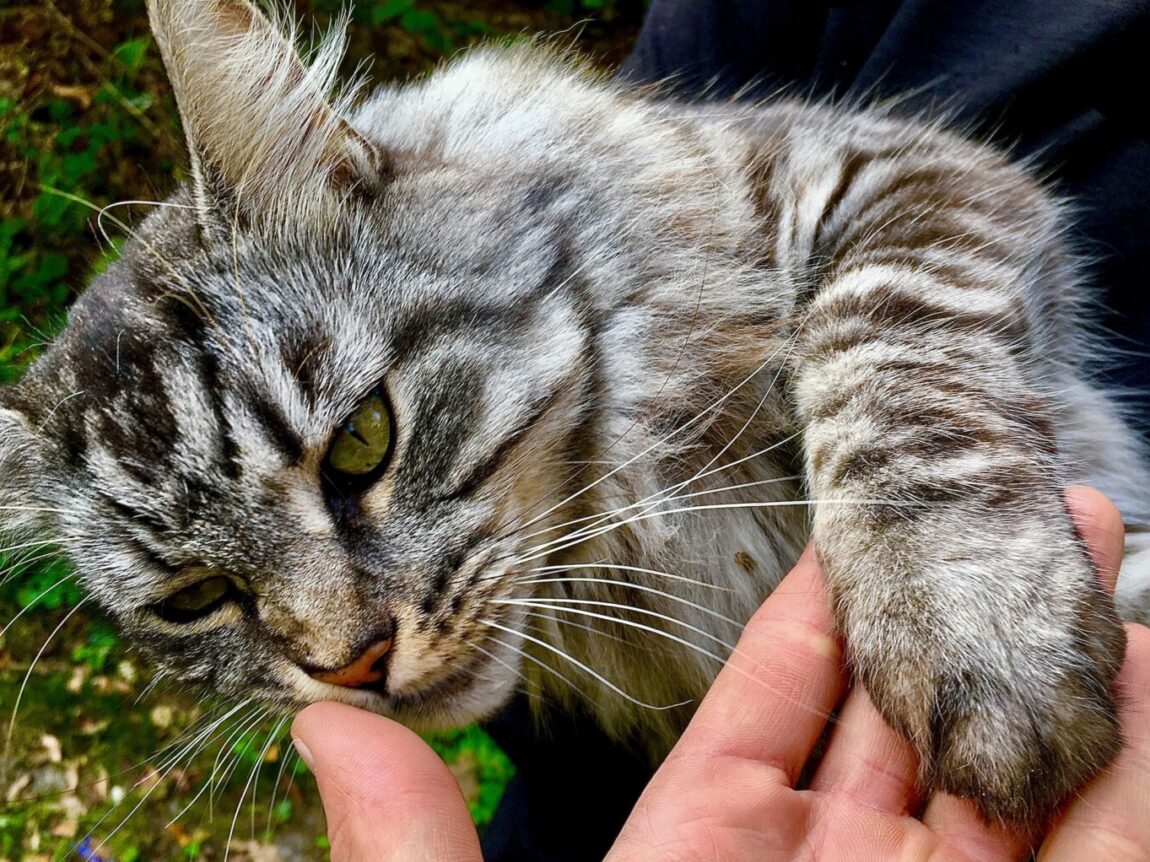 Vers blanc du chat : lutter et protéger votre chat