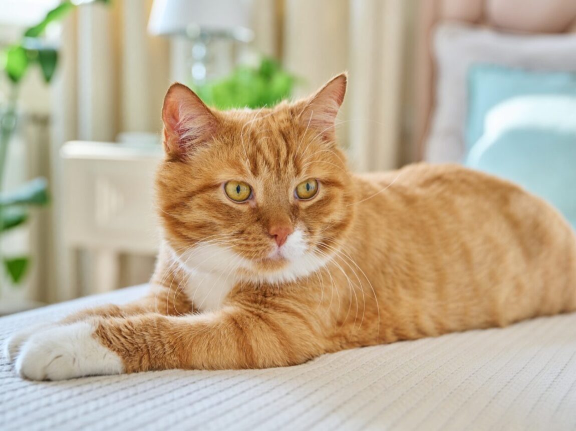 Diarrhée chez le chat : comment la traiter ?Réponses concrètes et naturelles !