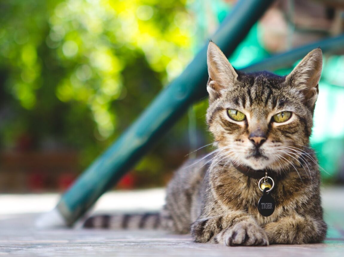 Giardiose du chat : comprendre et prévenir