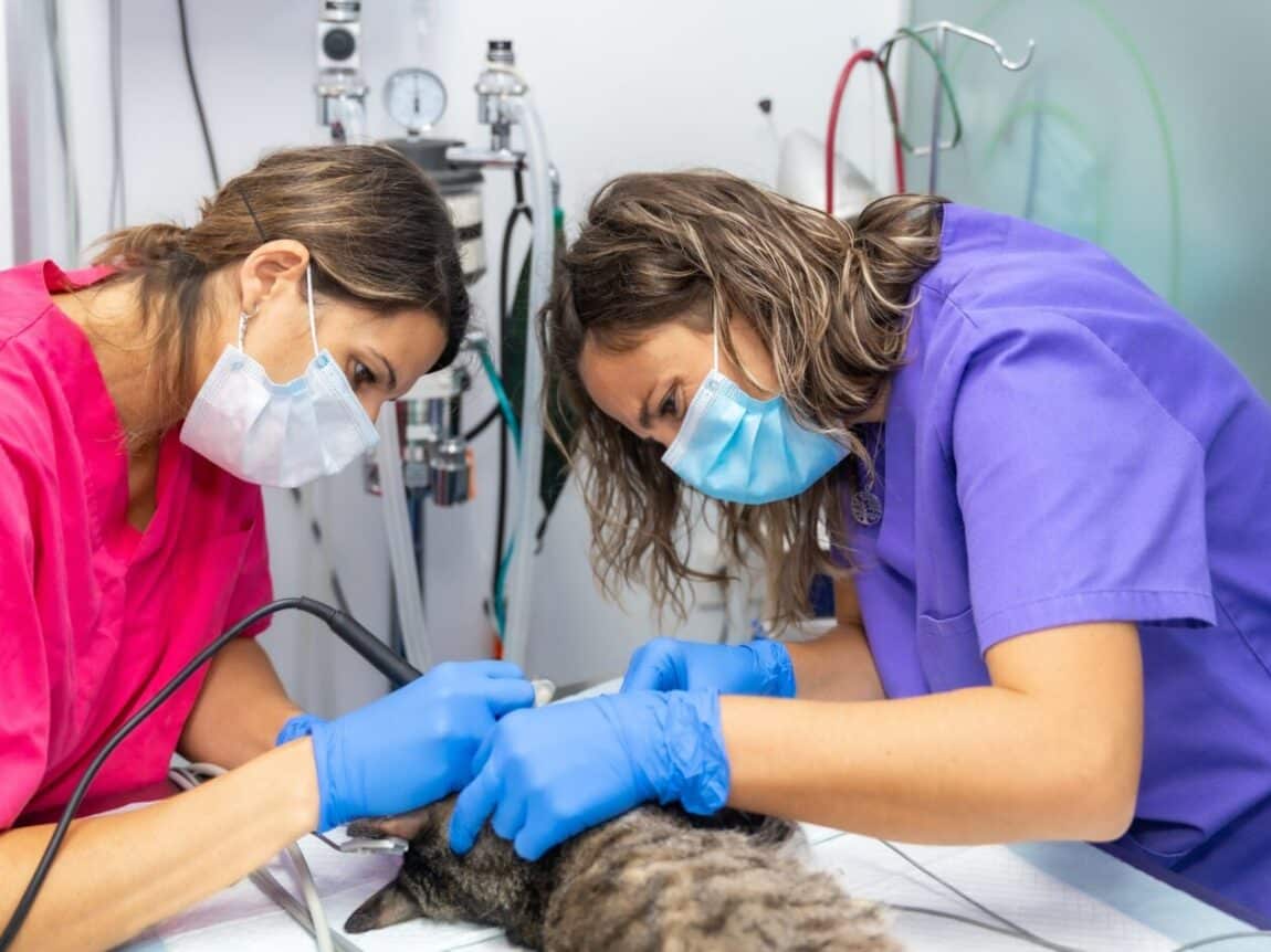 Abcès du chat : comment traiter et prévenir ?