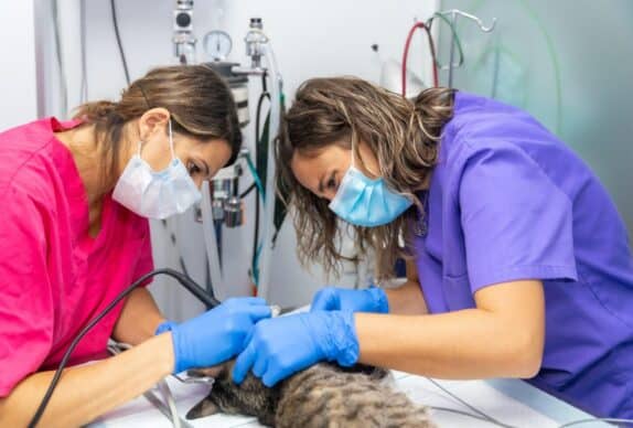 Abcès du chat : comment traiter et prévenir ?