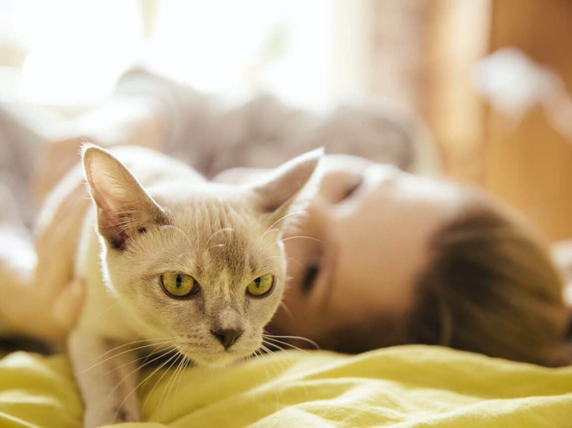 Les choix de stérilisation pour le bien-être de votre chat