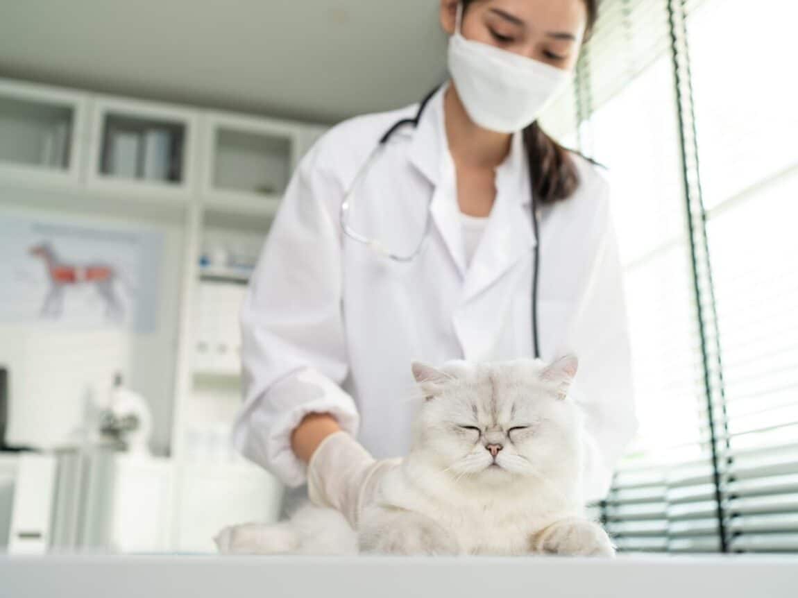 Protéger les chats de la chaleur : Comment l'importance de la ventilation garantit leur santé