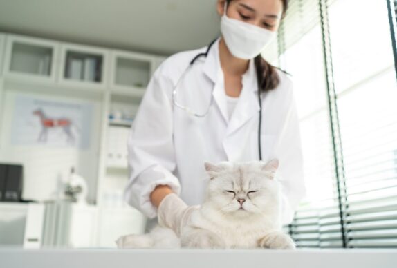 Protéger les chats de la chaleur : Comment l'importance de la ventilation garantit leur santé