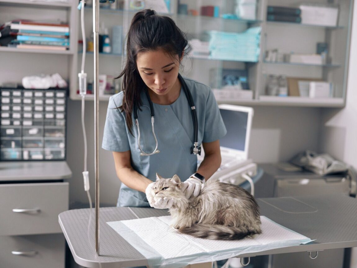 Comment optimiser la fonction cognitive et la santé mentale chez les chats âgés ?