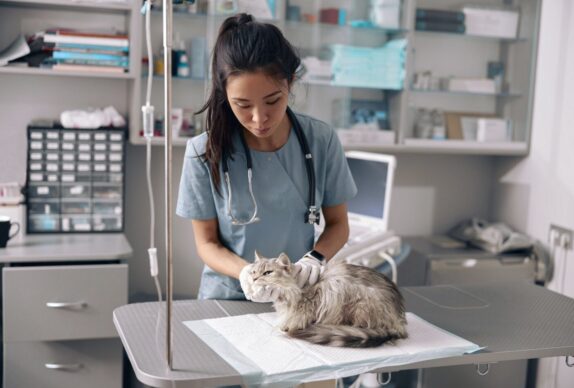 Comment optimiser la fonction cognitive et la santé mentale chez les chats âgés ?