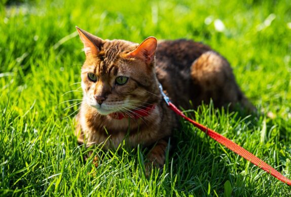 Comment stimuler votre chat âgé avec des exercices et des activités quotidiennes ?