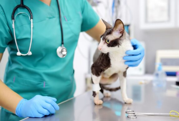 L'impact du changement climatique sur la santé des chats