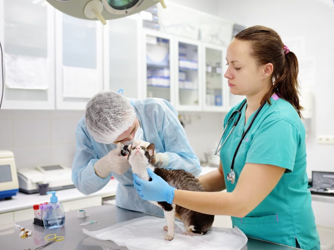 Les dangers insoupçonnés du tabagisme passif chez les chats : risques de maladies chroniques et de lymphome