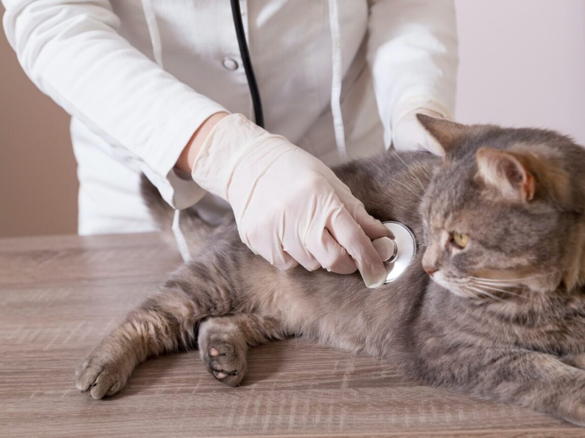 Garder les chats âgés en bonne santé: Les meilleurs conseils pour leur bien-être
