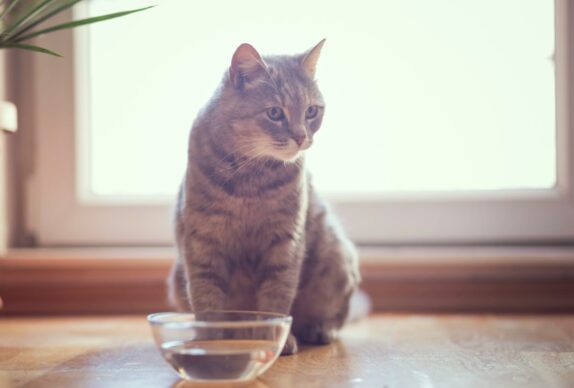 L'influence inquiétante de la qualité de l'eau sur la santé des chats