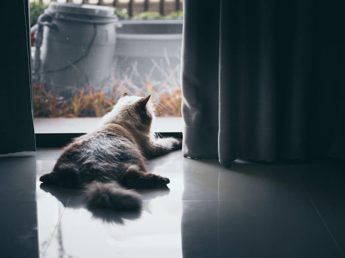 croquettes chat insuffisance rénale