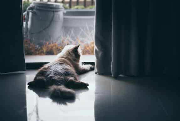 croquettes chat insuffisance rénale