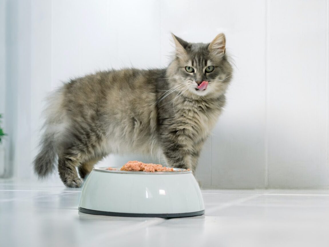 Les bienfaits des protéines animales pour les chats